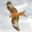 https://ornithologie-goettingen.de/2026/06/18/alte-bekannte-der-vogelwinter-in-suedniedersachsen-2025-2026/