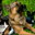 https://tierschutzverein-schwandorf.de/katzen-chico-und-bella-suchen-ruhiges-geduldiges-zuhause/