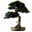 https://www.bonsai.de/stinkahorn/k003-03