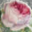 https://www.garten-traum-duefte.de/1-Bluete-Becher-Lancaster-320ml-Redoute-Rose-Roy-Kirkham.html