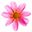 https://www.wo-blumenbilder-wachsen.de/einfach-gaertnern-fuer-senioren/